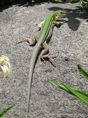 Aspidoscelis costatus