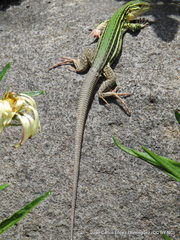 Aspidoscelis costatus