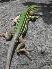 Aspidoscelis costatus