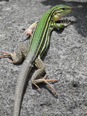 Aspidoscelis costatus