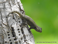 Sceloporus grammicus