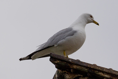 Larus delawarensis
