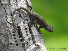 Sceloporus grammicus