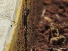 Aspidoscelis costatus