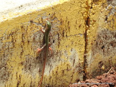 Aspidoscelis costatus