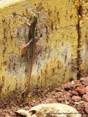 Aspidoscelis costatus