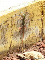 Aspidoscelis costatus