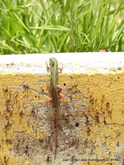 Aspidoscelis costatus