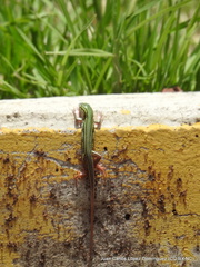 Aspidoscelis costatus