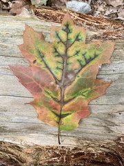 Apiognomonia errabunda