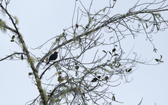 Turdus serranus