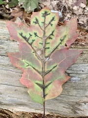 Apiognomonia errabunda