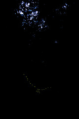 Atyphella scintillans