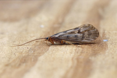 Halesus radiatus