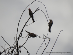 Haemorhous mexicanus