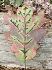 Apiognomonia errabunda