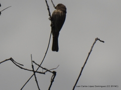 Haemorhous mexicanus