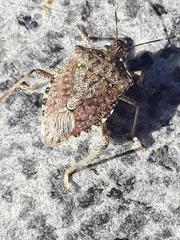 Halyomorpha halys