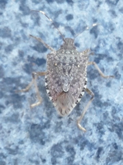 Halyomorpha halys
