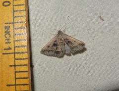 Acantholipes trajecta