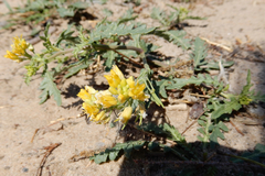 Rorippa sinuata