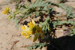 Rorippa sinuata