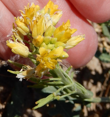 Rorippa sinuata