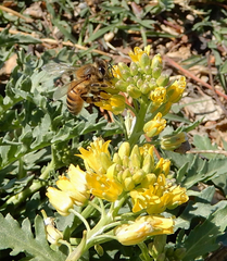 Rorippa sinuata