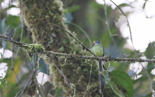 Marble-faced Bristle Tyrant (Pogonotriccus ophthalmicus), photo 5