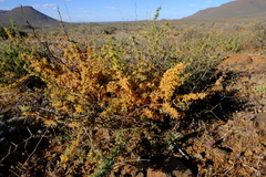 Asparagus capensis capensis