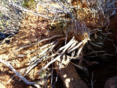 Asparagus capensis capensis