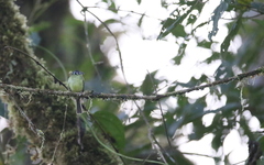 Pogonotriccus ophthalmicus