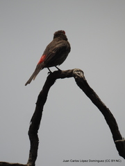 Haemorhous mexicanus