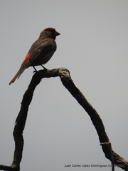 Haemorhous mexicanus