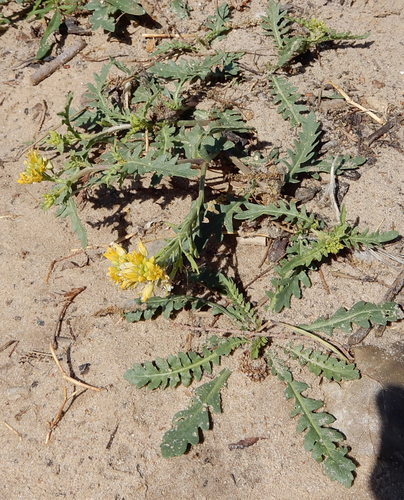 Spreading Yellowcress (Kansas playas) · iNaturalist