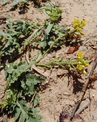 Rorippa sinuata