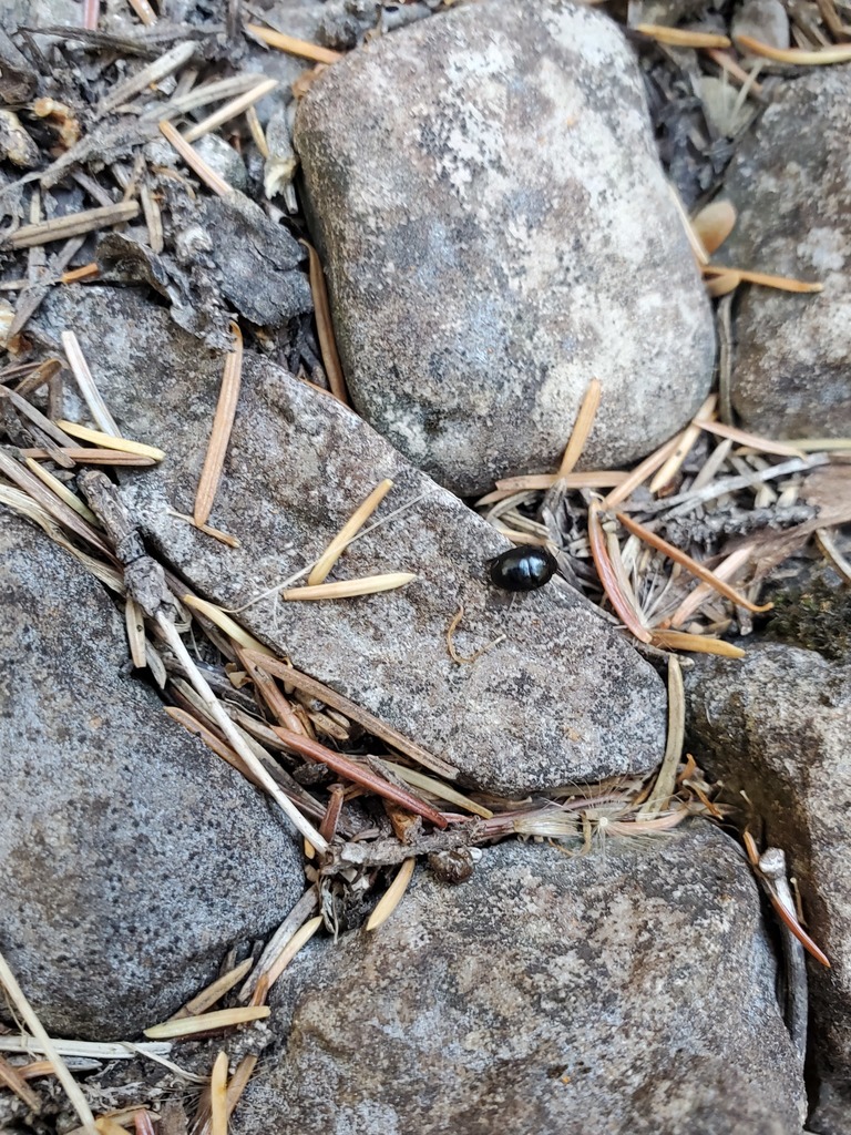 Stink Bugs, Shield Bugs, and Allies from Fergus, Montana, United States
