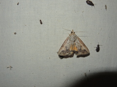 Hypocala deflorata