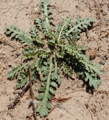 Rorippa sinuata