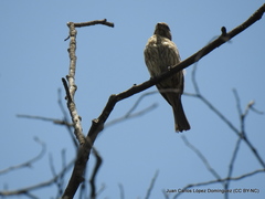 Haemorhous mexicanus
