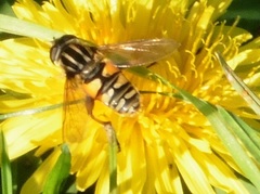 Helophilus pendulus