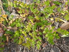 Potentilla paradoxa