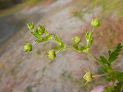 Potentilla paradoxa