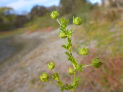 Potentilla paradoxa