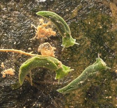 Elysia chlorotica