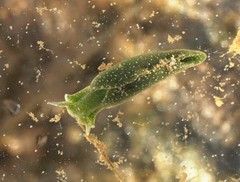 Elysia chlorotica