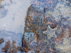 Aquilonastra