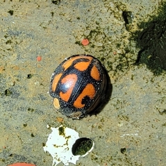 Aiolocaria hexaspilota