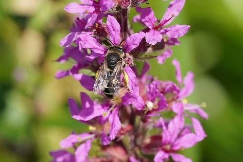 Foto von Blutweiderich-Sägehornbiene
