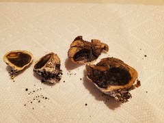 Rhizopogonaceae